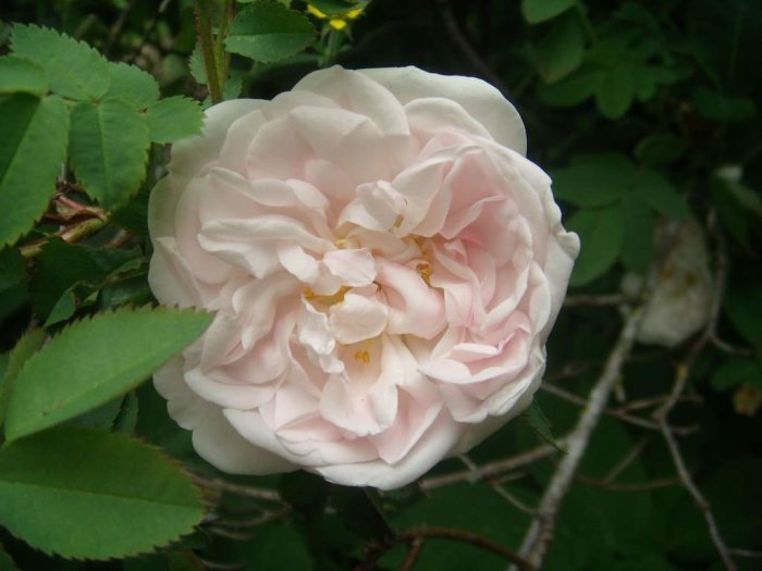 En närbild av en ljusrosa blommande ros omgiven av gröna blad.