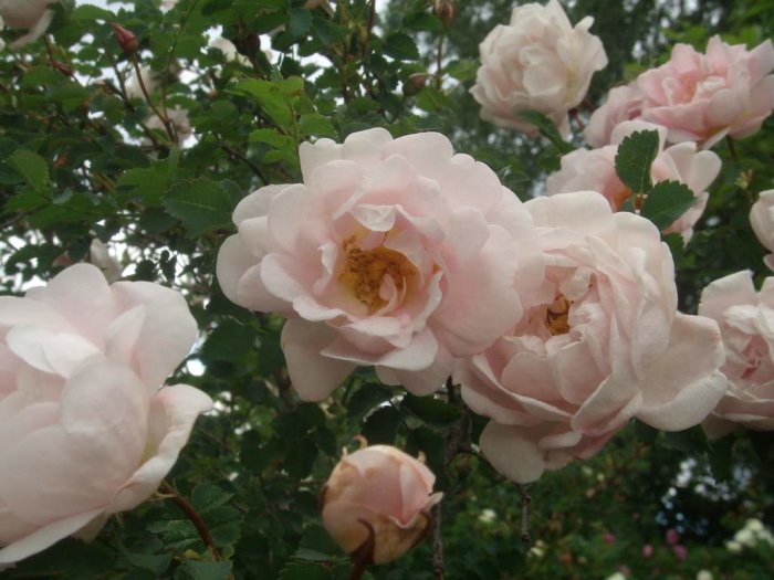 Ljust rosa blommande rosor med öppna och knoppande blommor mot gröna blad.