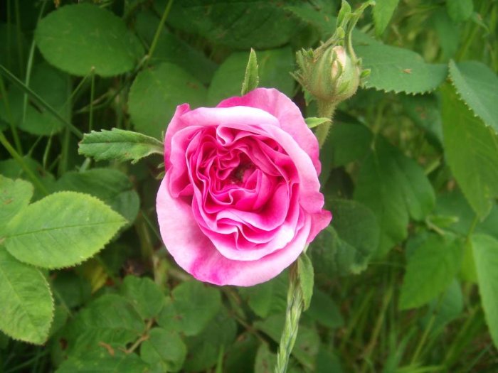 Närbild av en pinkrosa ros i blom med gröna blad och en knopp i bakgrunden.