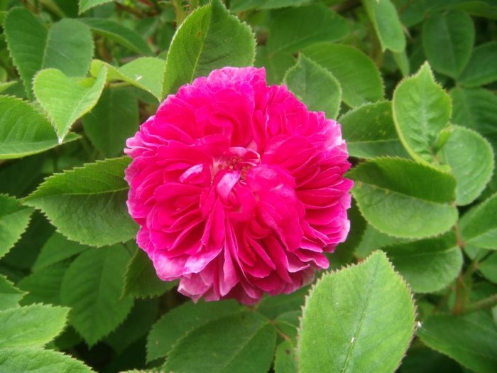 Väldoftande rosa ros i full blom med frodigt gröna blad runtomkring.