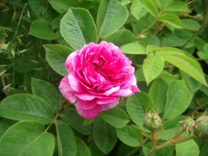 Närbild på en blommande rosa ros med lager av kronblad omgiven av gröna blad och knoppar.