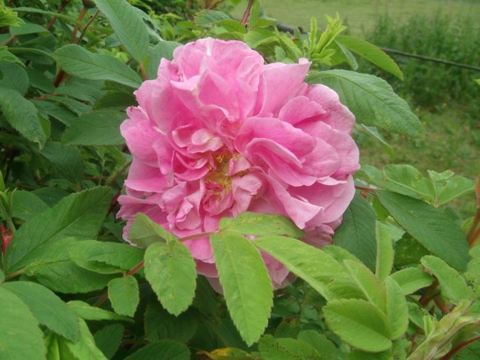 Blommande rosa ros omgiven av gröna blad i en trädgård.