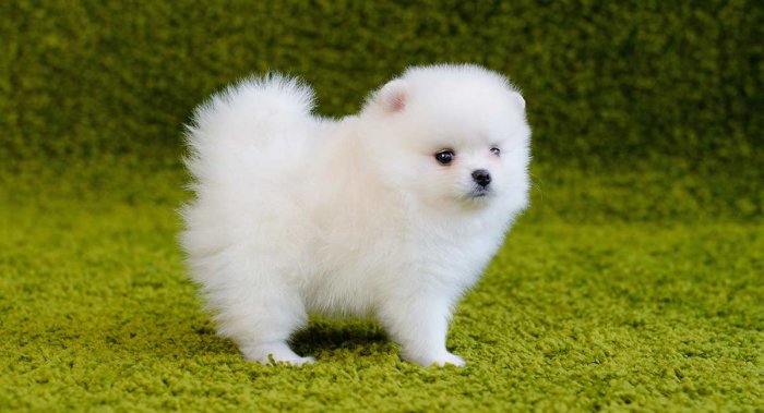 Liten vit Pomeranian-hundvalp står på grön matta.