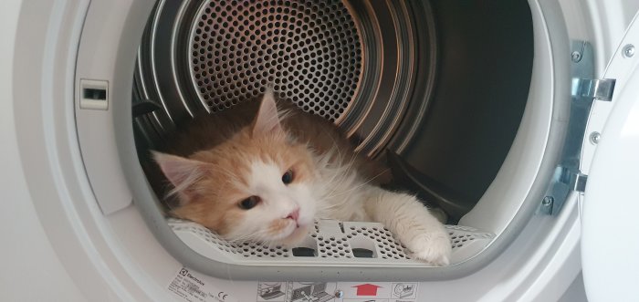 Katt ligger inne i en öppen torktumlare och ser avslappnad ut.