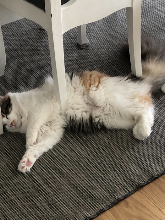 Fluffig trefärgad katt som ligger utsträckt på en grå randig matta under ett vitt bord.