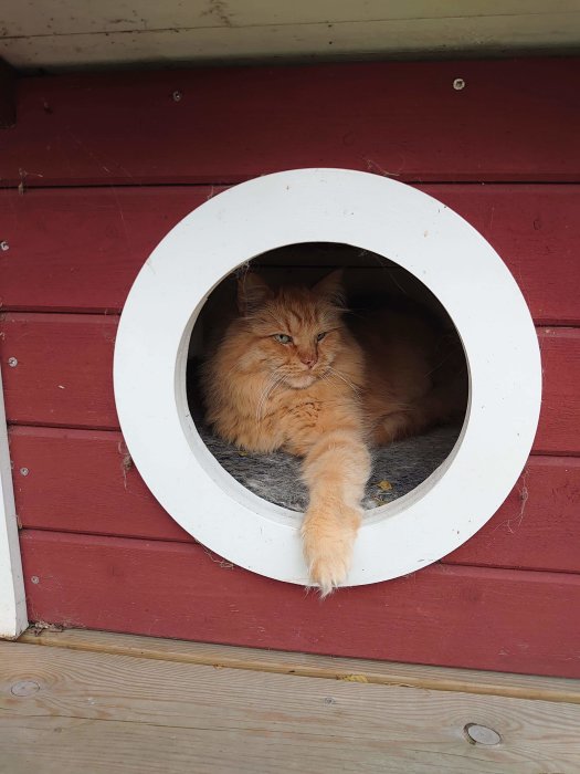 En orange katt ligger i ett rundat kattkojefönster på en röd vägg.