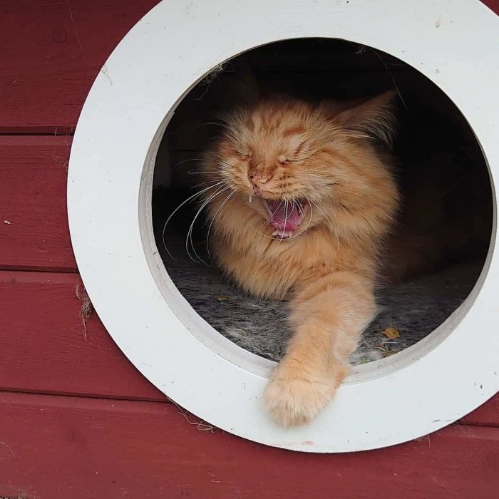 Perserkatt som gäspar i en rund kattlucka på en röd vägg.