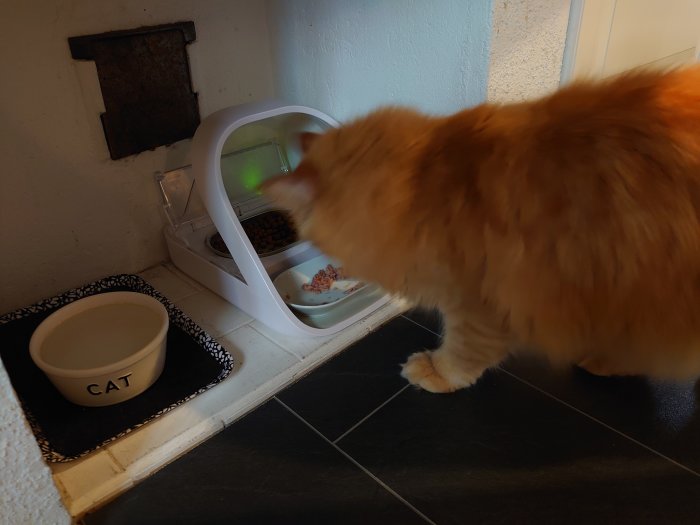 En orange katt äter vid en automatisk matare bredvid en skål märkt "CAT".