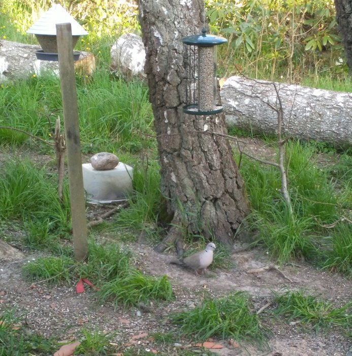 En Turkduva på marken nära en fågelmatningsstation och ett träd.