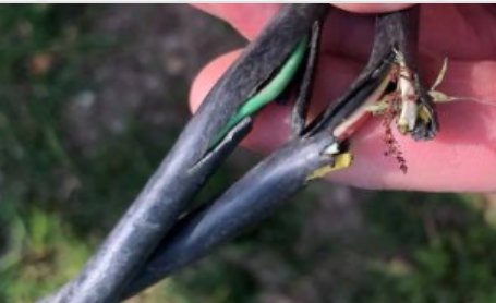 Skadad elektrisk kabel med blottade och avskurna trådar hålls upp av en hand.