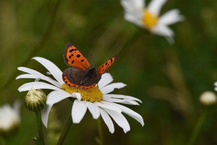 Mindre guldvinge-fjäril på en blommande prästkrage i ett ängsområde.