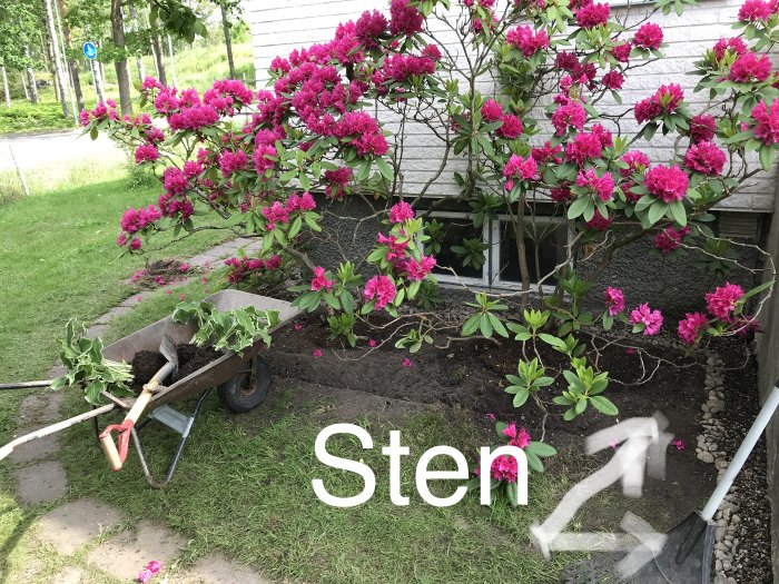 Renoveringsarbete i trädgården med rhododendronbuskar, grus och en skottkärra med jord.