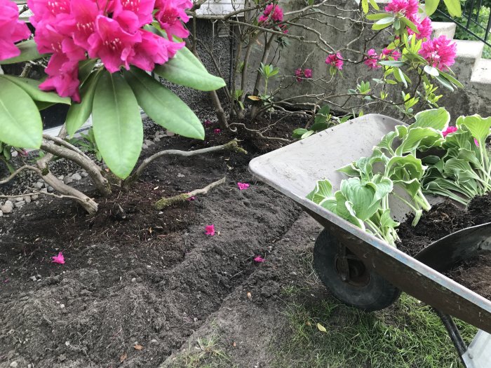 Ny förberedd jord kring blommande rhododendronbuskar med en skottkärra full av växter klar för plantering.