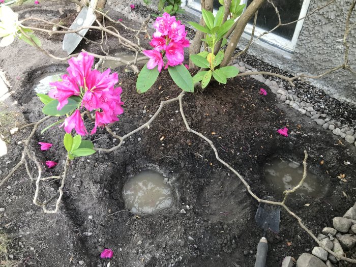 Renoverat rabattområde med rosa rhododendron, nyanlagd grusbård och två grävda hål fyllda med vatten.