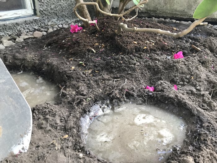 Nygrävd rabatt med utspridda rotsystem och vattenpölar vid en husgrund, några rosa blommor syns.