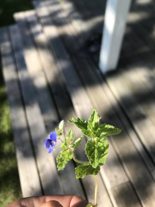 Närbild på en hand som håller en växt med små blå blommor och gröna löv, mot suddig bakgrund av trätrall.