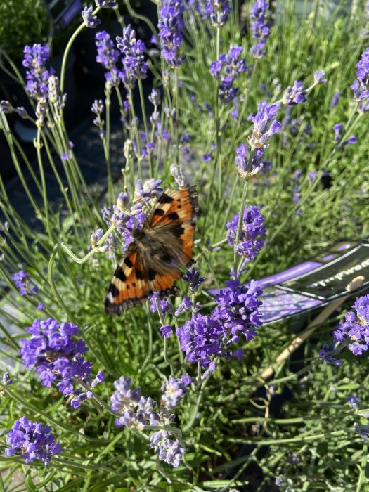 Fjäril på lavendelblommor i soligt trädgårdsland.