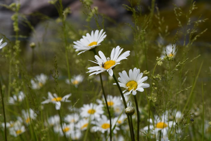 Prästkrageblommor med en humla på en av dem i gräsigt sommarlandskap.