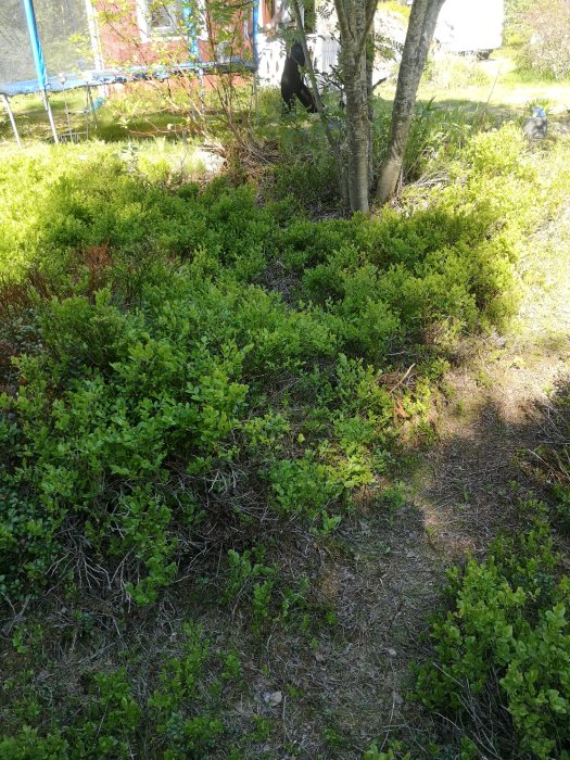 Lummig blåbärsrisbeklädd mark vid sommarstuga med träd och studsmatta i bakgrunden.