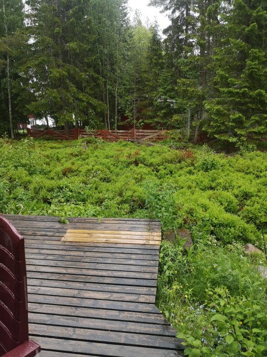 Vy från träveranda över en stor tomt täckt av blåbärsris med skog i bakgrunden.