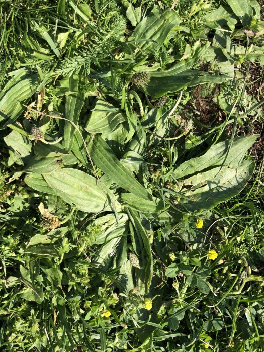 Olika sorters ogräs med gröna blad och gula blommor på en gräsmatta.