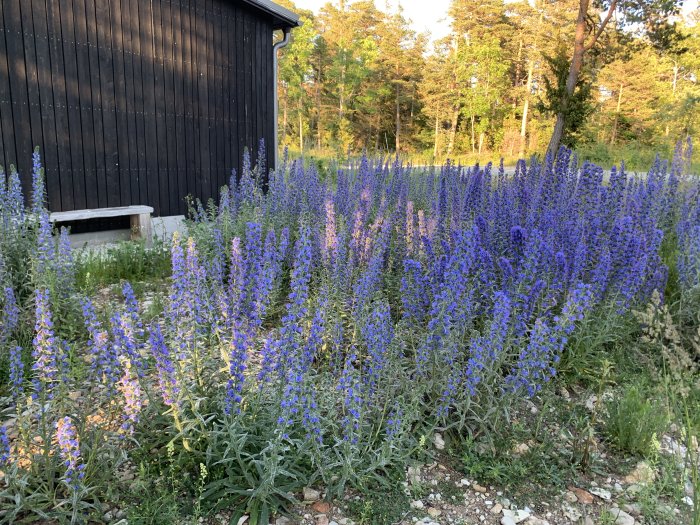 Ett fält av blommande blåeld framför en svart byggnad, i solljus.