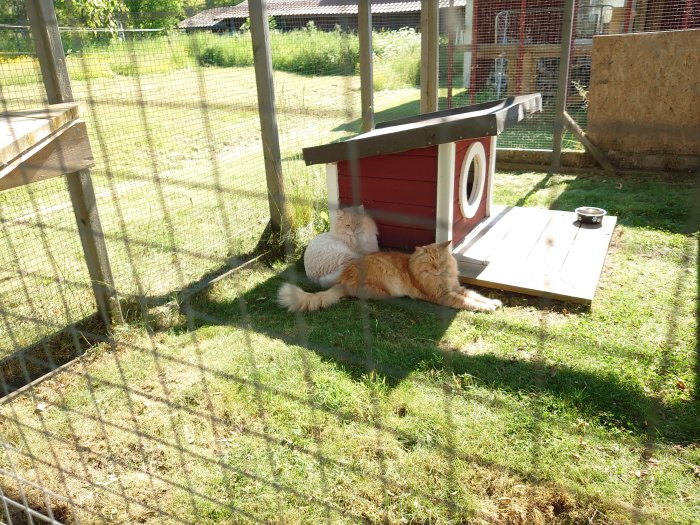 Hund och katt ligger bredvid varandra i solen nära en röd hundkoja.