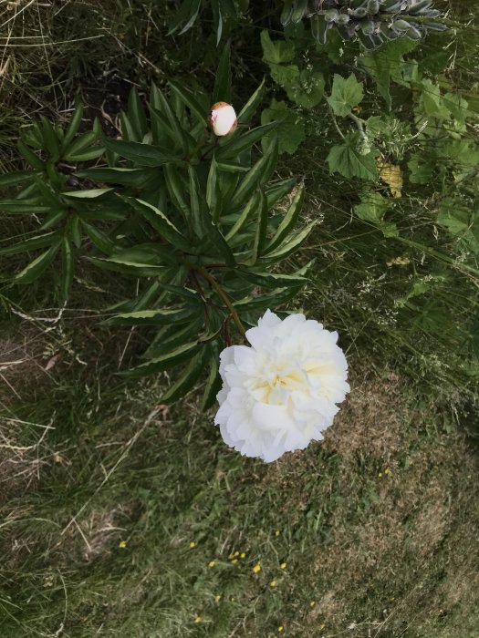 Vit, fullblommad pion på grönt lövverk med knopp och gräs i bakgrunden.