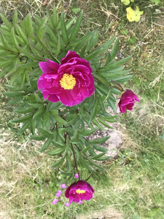 Blommande magenta pion med gul mitt bland gröna blad och gräs i bakgrunden.