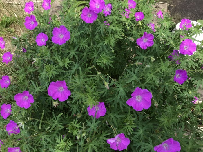 Ljuslila blommande blommor med grönt bladverk i en trädgård.