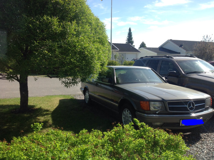 Stort, välformklippt klotpilsträd som hänger över en parkerad grön bil vid en husuppfart, med behov av beskärning.