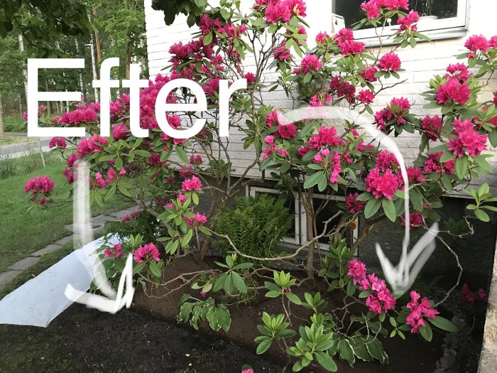 Rabatt med blommande rhododendron, nyplanterade ormbunkar och funkior, stenkant och nysådd gräsmatta.