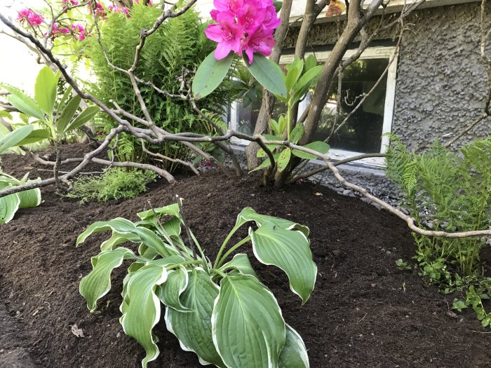 Färdigställt trädgårdsprojekt med ormbunkar, rhododendron och delade funkior, planterade längs stenkant.