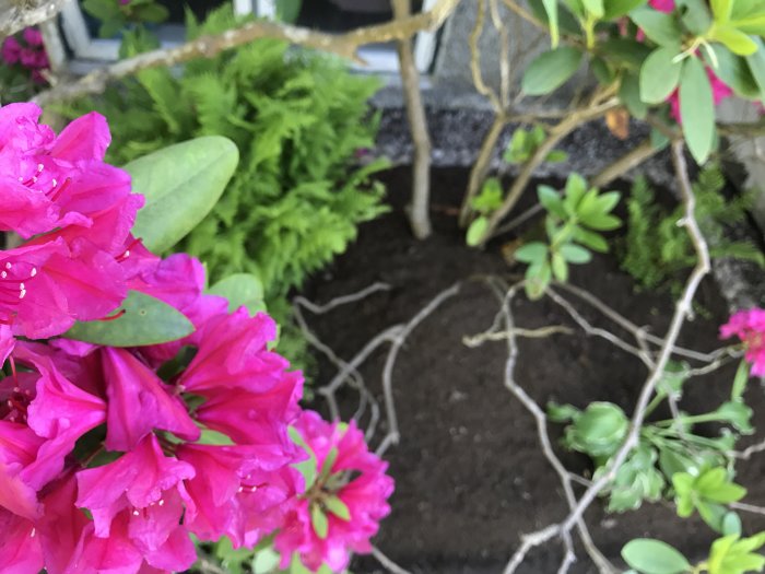 Nyplanterade ormbunkar och funkior med stenkant i en blomstrande trädgård.