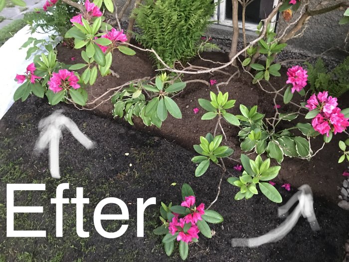 Rabatt med blommande rosa rhododendron och gröna blad efter jordförbättring.