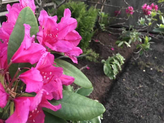 Nyanlagd rabatt med rosa Rhododendron i fokus och andra växter i bakgrunden.