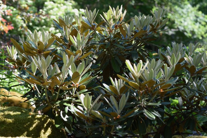 Nytillväxt på Rhododendron-buskar med indumentum och tomentum på bladen.