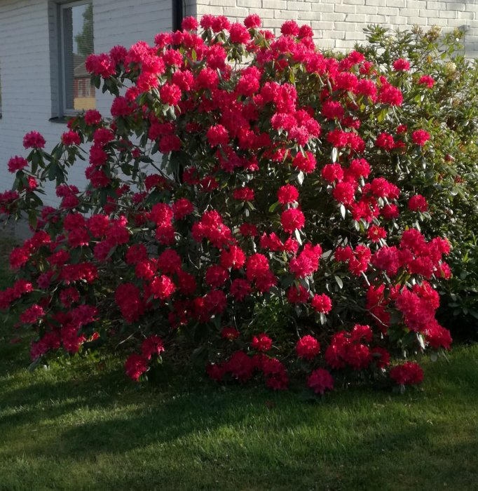 Buske med rosa blommor i full blom framför en vit tegelvägg, utan synliga funkior.