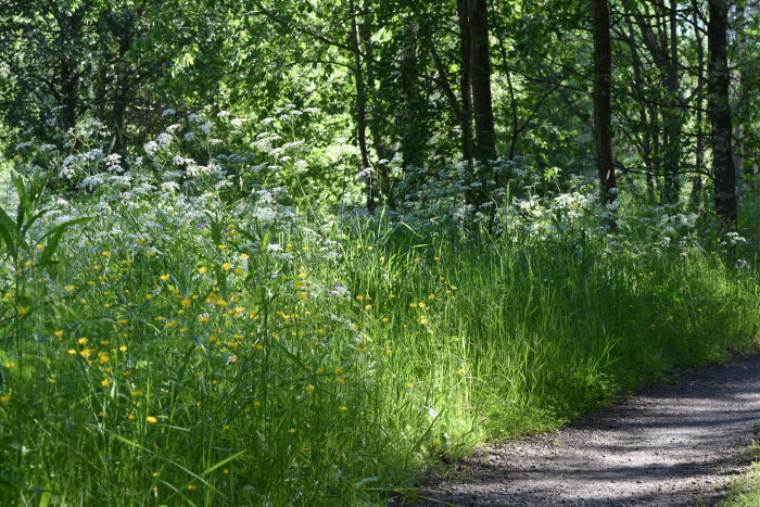 En slingrande stig genom frodig trädgård med högt gräs och blommande vilda växter på midsommarafton.