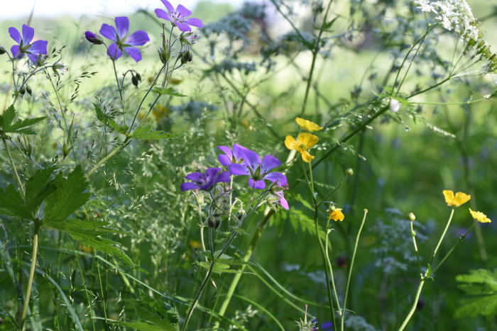 Vilda blommor i gräset med humleblomster, gula vallmo och skogsnäva i morgonljus.
