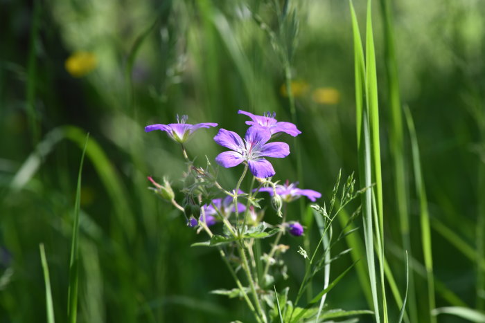 Lila blommor av skogsnäva i fokus omgivna av grönt gräs och suddig bakgrund av trädgårdens flora.