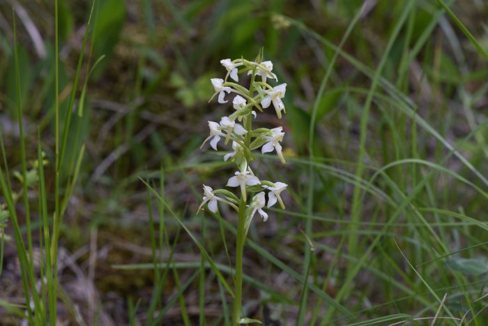 En fridlyst nattviol i dikesflora med vita blommor mot en bakgrund av grönt gräs.