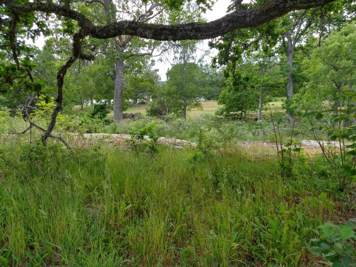 Naturtomt som tidigare varit igenväxt, nu med klippt gräs och öppen mark, stenmur i bakgrunden.