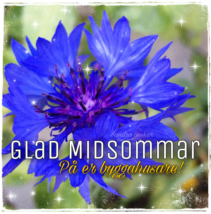 Närbild av en lysande blå blomma med texten "Glad midsommar på er bygghusare!" och gnistrande stjärnor runtomkring.