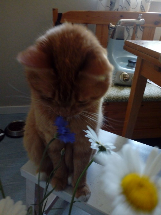 En orange katt som luktar på en blåklint på ett bord med midsommarblommor.