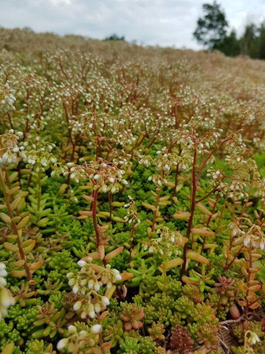 Tätt och frodigt sedumtak med blommande skott i olika gröna nyanser och vita blommor, ett år efter anläggning.