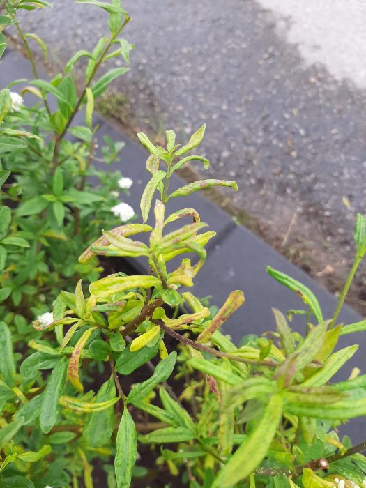 Ligusterplanta med gulaktiga och rödaktiga missfärgade blad som kryllar sig.