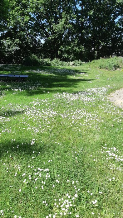 Gräsmatta med vita blommor, träd i bakgrunden och en picknickbänk, före klippning.