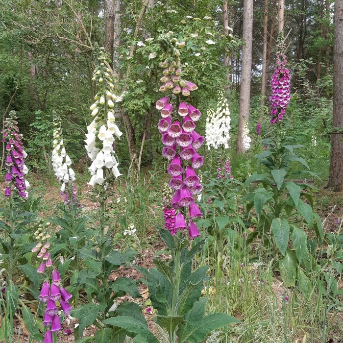 Färgglada fingerborgsblommor i olika nyanser i en vild trädgårdskant.