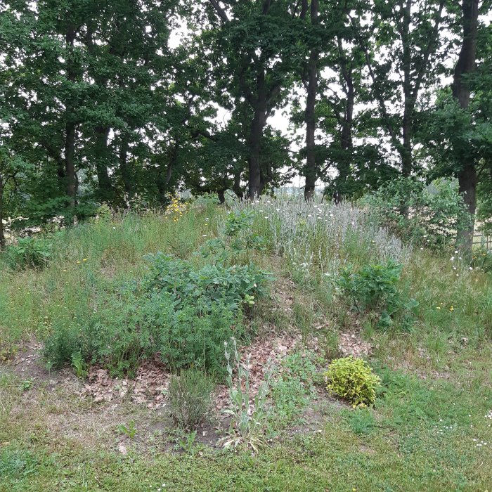 Sandig och torr kulle med vilda blommor och träd i bakgrunden på en trädgårdstomt.